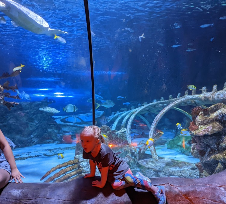 sea-life-arizona-aquarium-photo